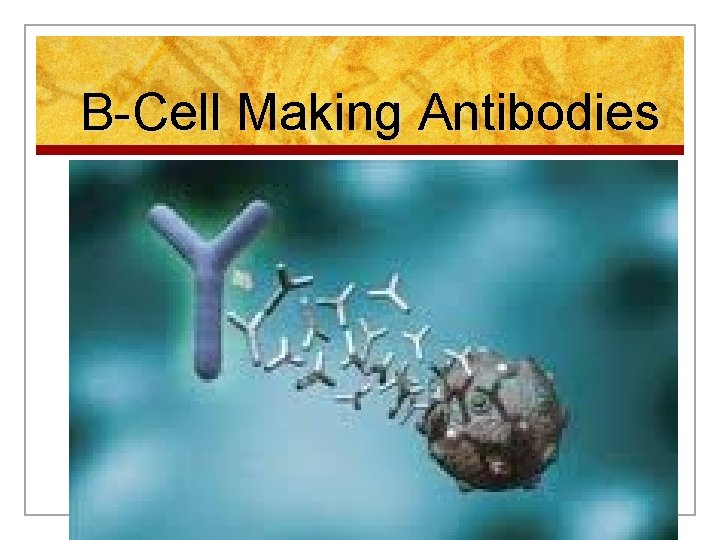 B-Cell Making Antibodies 