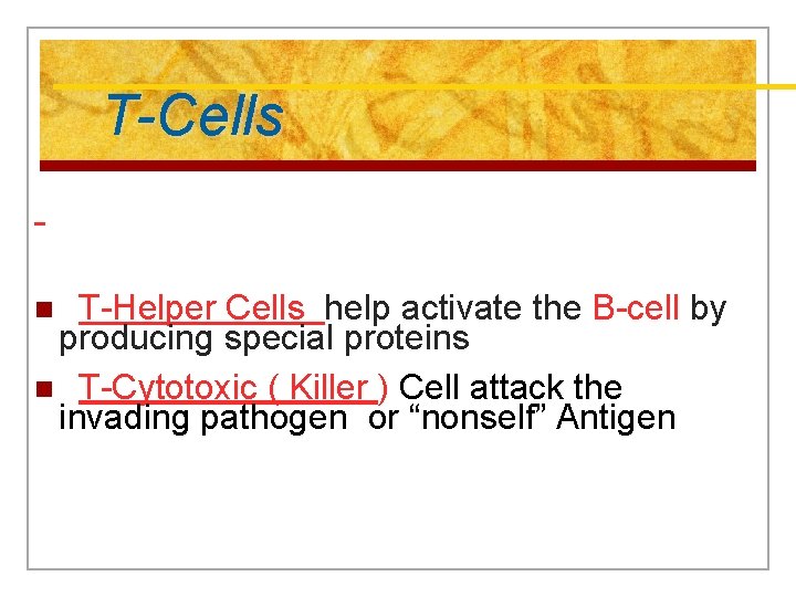T-Cells T-Helper Cells help activate the B-cell by producing special proteins n T-Cytotoxic (
