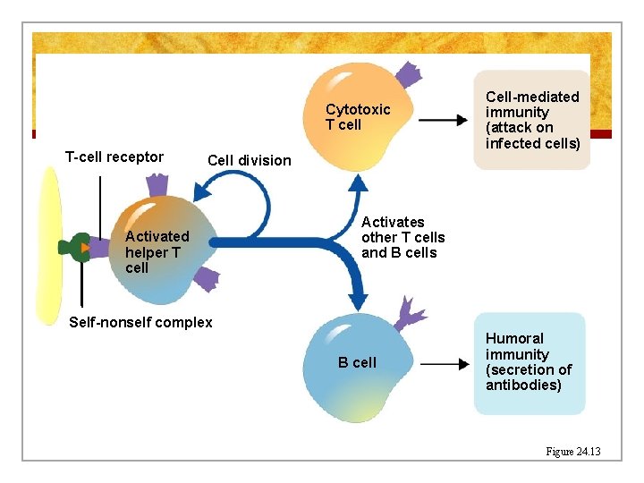 Cytotoxic T cell T-cell receptor Cell-mediated immunity (attack on infected cells) Cell division Activated