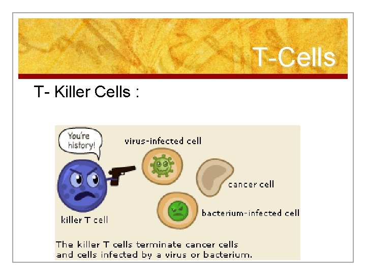 T-Cells T- Killer Cells : 