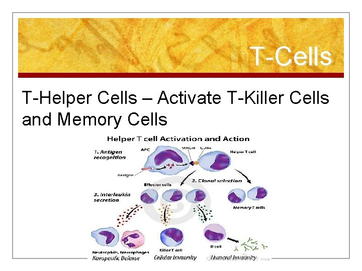 T-Cells T-Helper Cells – Activate T-Killer Cells and Memory Cells 