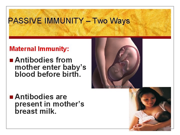 PASSIVE IMMUNITY – Two Ways Maternal Immunity: n Antibodies from mother enter baby’s blood