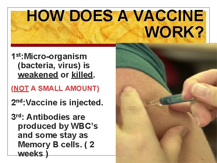 HOW DOES A VACCINE WORK? 1 st: Micro-organism (bacteria, virus) is weakened or killed.