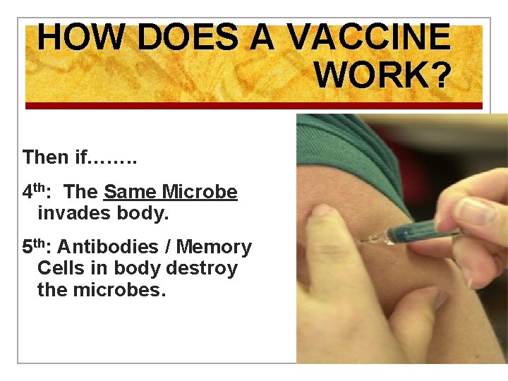 HOW DOES A VACCINE WORK? Then if……. . 4 th: The Same Microbe invades