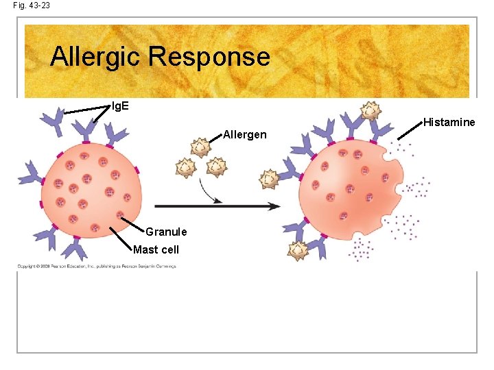 Fig. 43 -23 Allergic Response Ig. E Allergen Granule Mast cell Histamine 