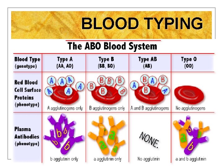BLOOD TYPING n 