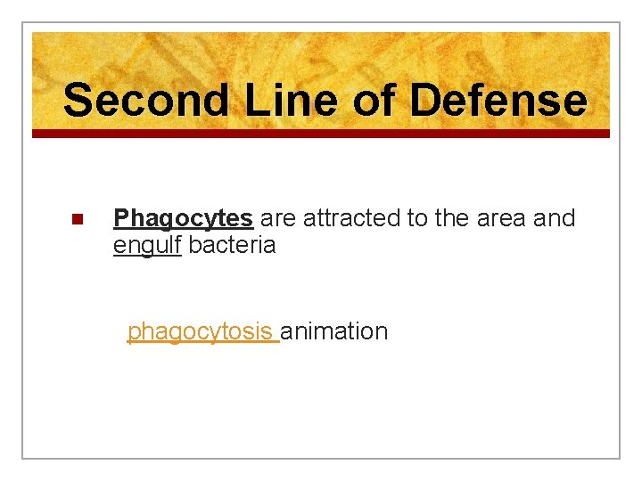 Second Line of Defense n Phagocytes are attracted to the area and engulf bacteria