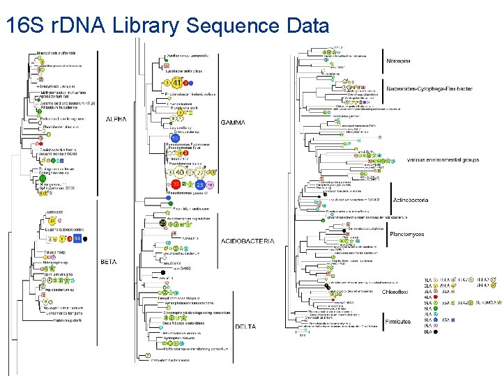 16 S r. DNA Library Sequence Data 