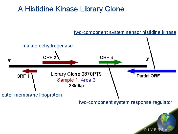 A Histidine Kinase Library Clone two-component system sensor histidine kinase malate dehydrogenase ORF 3