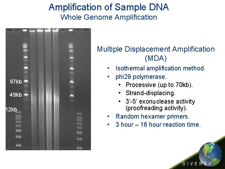 Amplification of Sample DNA Whole Genome Amplification Multiple Displacement Amplification (MDA) 97 kb 49