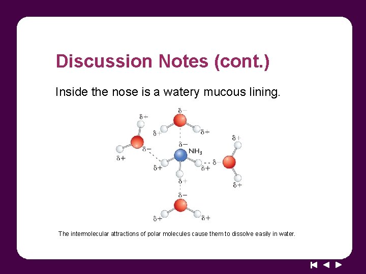 Discussion Notes (cont. ) Inside the nose is a watery mucous lining. The intermolecular