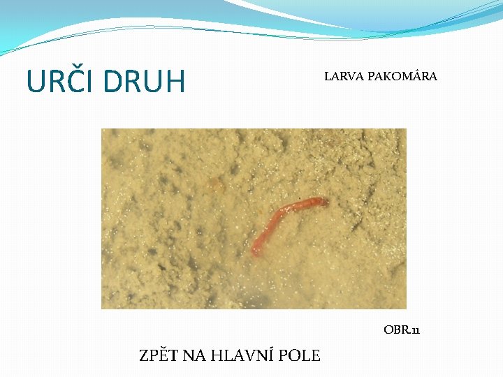 URČI DRUH LARVA PAKOMÁRA OBR. 11 ZPĚT NA HLAVNÍ POLE 