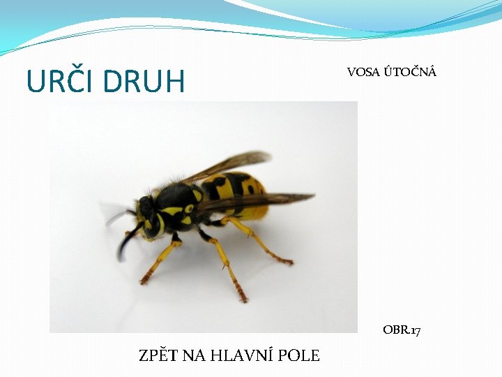 URČI DRUH VOSA ÚTOČNÁ OBR. 17 ZPĚT NA HLAVNÍ POLE 