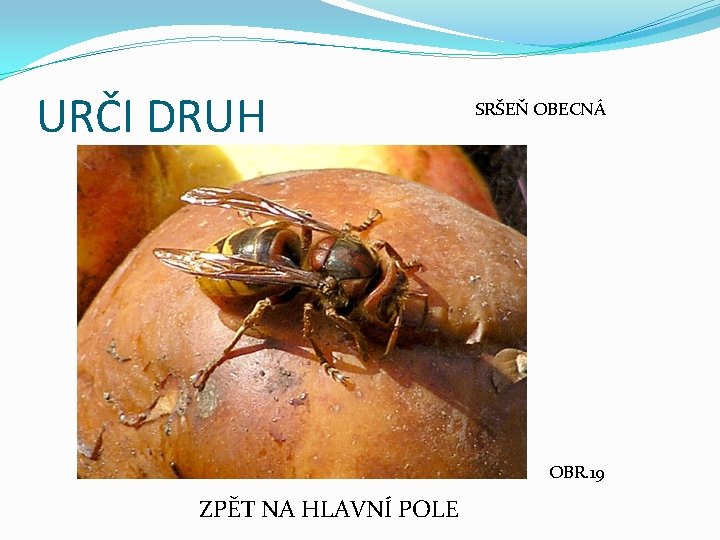 URČI DRUH SRŠEŇ OBECNÁ OBR. 19 ZPĚT NA HLAVNÍ POLE 