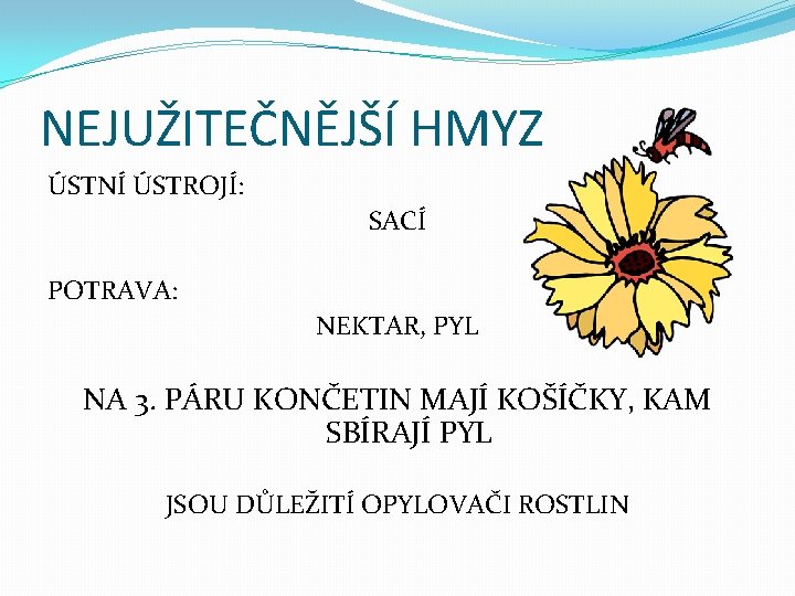 NEJUŽITEČNĚJŠÍ HMYZ ÚSTNÍ ÚSTROJÍ: SACÍ POTRAVA: NEKTAR, PYL NA 3. PÁRU KONČETIN MAJÍ KOŠÍČKY,