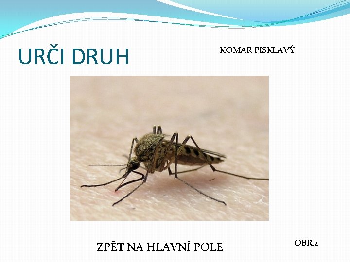 URČI DRUH KOMÁR PISKLAVÝ ZPĚT NA HLAVNÍ POLE OBR. 2 