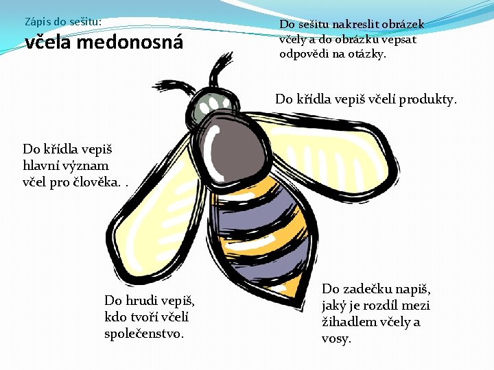 Zápis do sešitu: včela medonosná Do sešitu nakreslit obrázek včely a do obrázku vepsat