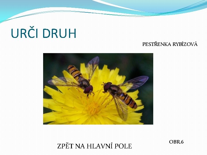 URČI DRUH ZPĚT NA HLAVNÍ POLE PESTŘENKA RYBÍZOVÁ OBR. 6 