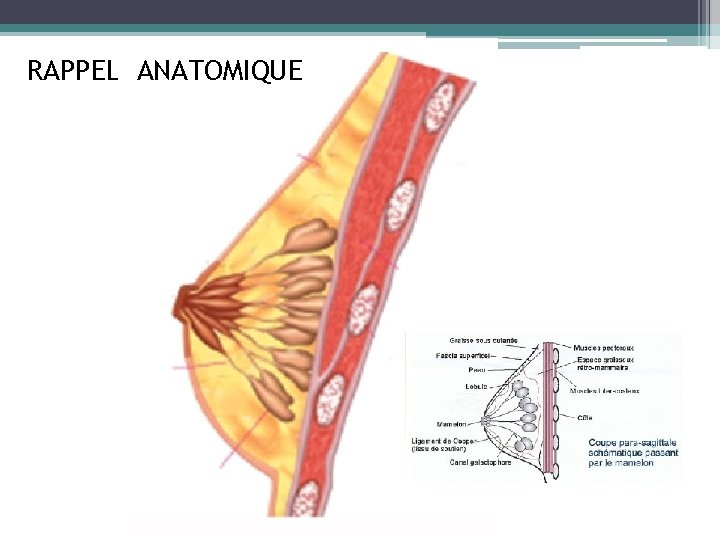 RAPPEL ANATOMIQUE 