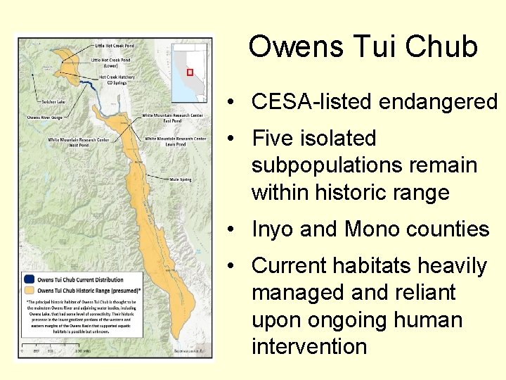 Owens Tui Chub • CESA-listed endangered • Five isolated subpopulations remain within historic range
