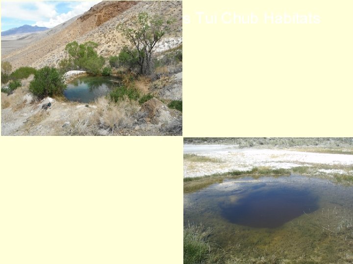 Representative Owens Tui Chub Habitats 3 