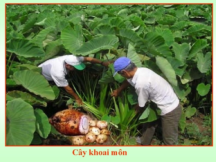 Cây khoai môn 