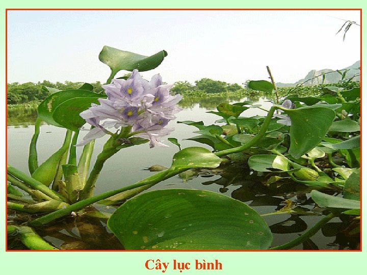 Cây lục bình 