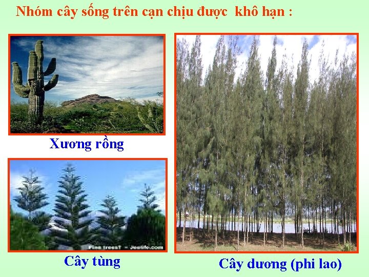 Nhóm cây sống trên cạn chịu được khô hạn : Xương rồng Cây tùng