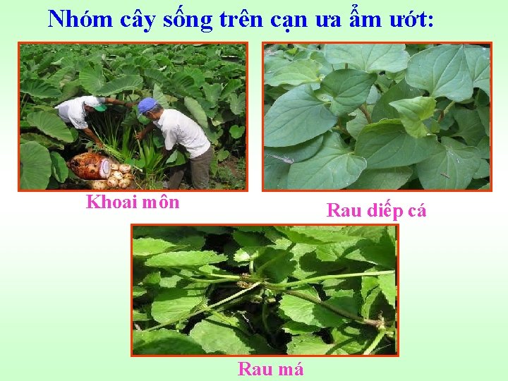 Nhóm cây sống trên cạn ưa ẩm ướt: Khoai môn Rau diếp cá Rau