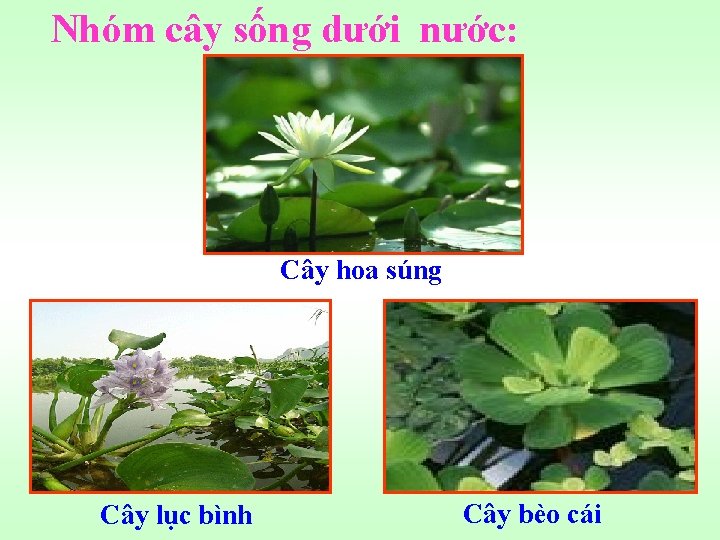 Nhóm cây sống dưới nước: Cây hoa súng Cây lục bình Cây bèo cái