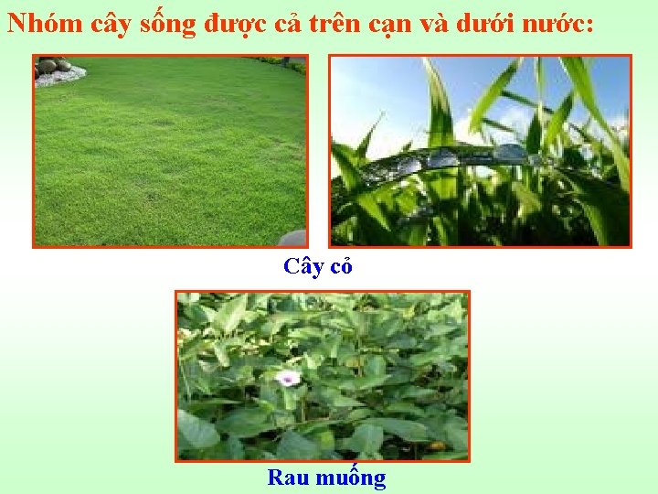 Nhóm cây sống được cả trên cạn và dưới nước: Cây cỏ Rau muống