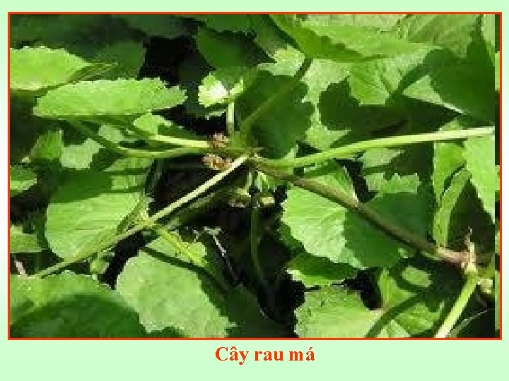 Cây rau má 