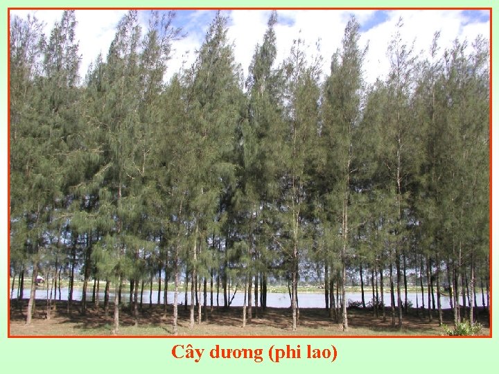 Cây dương (phi lao) 