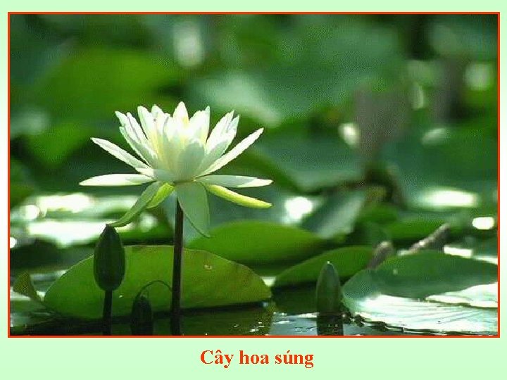 Cây hoa súng 