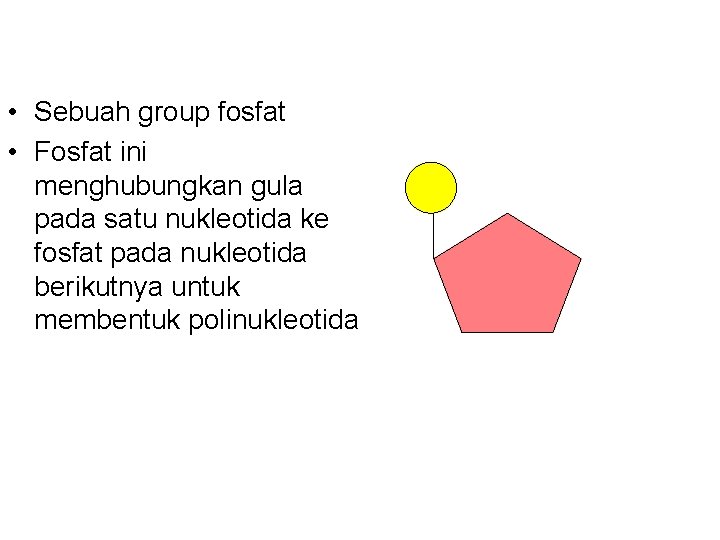  • Sebuah group fosfat • Fosfat ini menghubungkan gula pada satu nukleotida ke