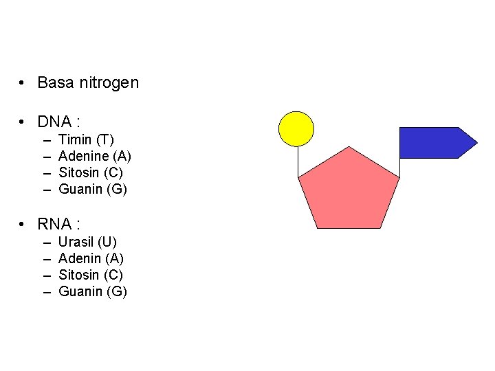  • Basa nitrogen • DNA : – – Timin (T) Adenine (A) Sitosin