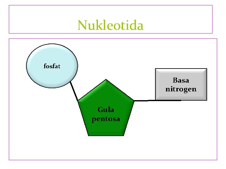 Nukleotida fosfat Basa nitrogen Gula pentosa 