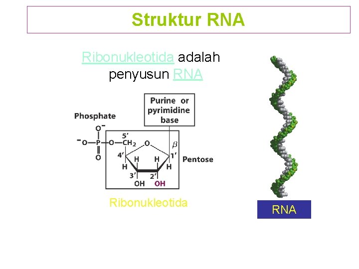 Struktur RNA Ribonukleotida adalah penyusun RNA Ribonukleotida RNA 
