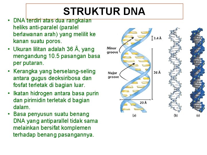 STRUKTUR DNA • DNA terdiri atas dua rangkaian heliks anti-paralel (paralel berlawanan arah) yang