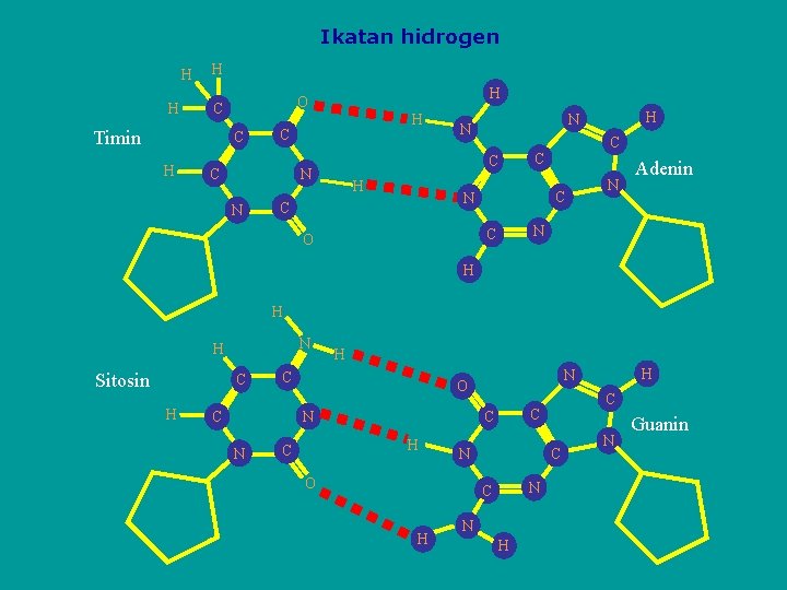 Ikatan hidrogen H H H C Timin C H H O H C C