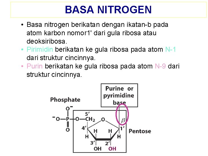 BASA NITROGEN • Basa nitrogen berikatan dengan ikatan-b pada atom karbon nomor 1' dari