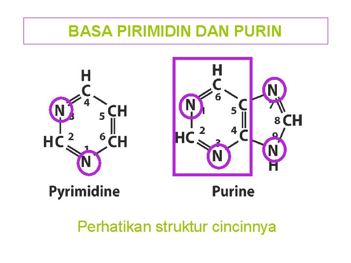 BASA PIRIMIDIN DAN PURIN Perhatikan struktur cincinnya 