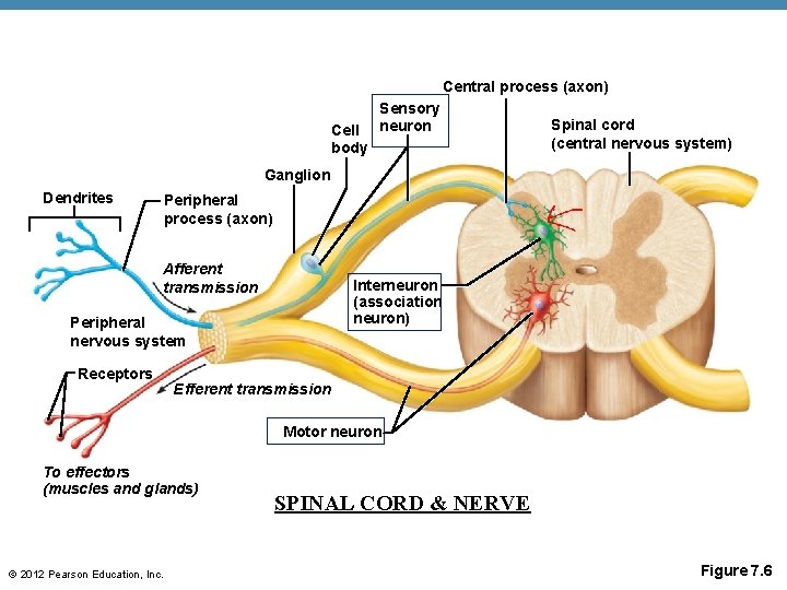 Central process (axon) Cell body Sensory neuron Spinal cord (central nervous system) Ganglion Dendrites