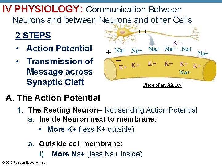 IV PHYSIOLOGY: Communication Between Neurons and between Neurons and other Cells 2 STEPS •
