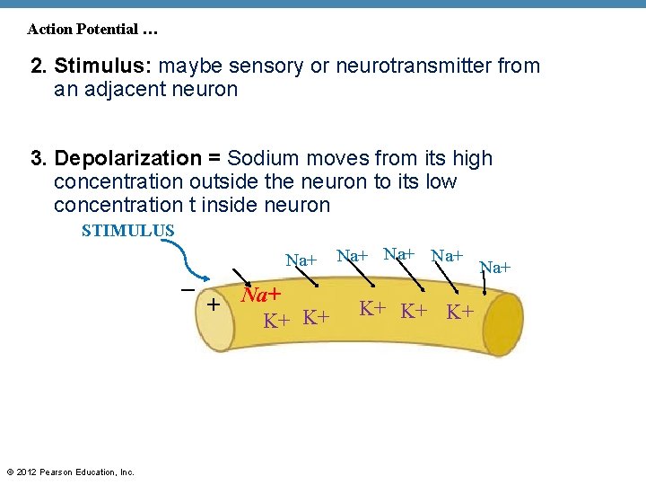 Action Potential … 2. Stimulus: maybe sensory or neurotransmitter from an adjacent neuron 3.