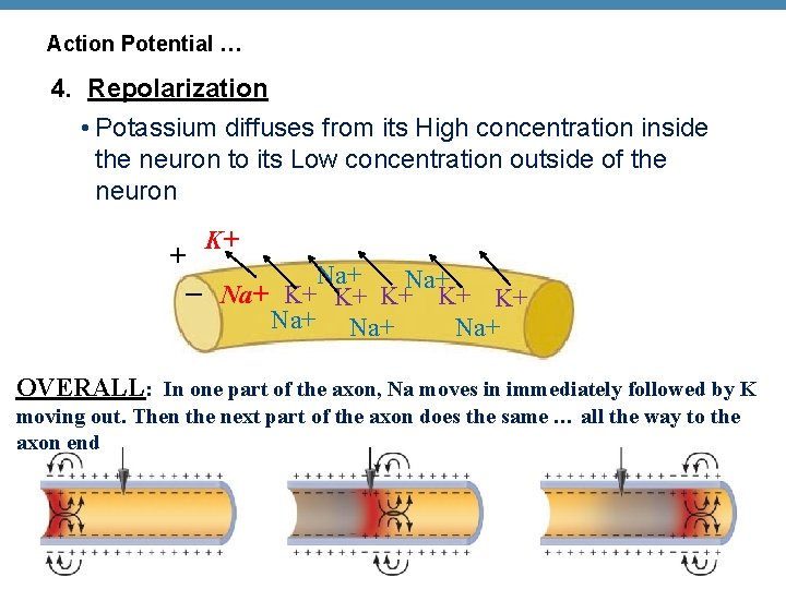 Action Potential … 4. Repolarization • Potassium diffuses from its High concentration inside the