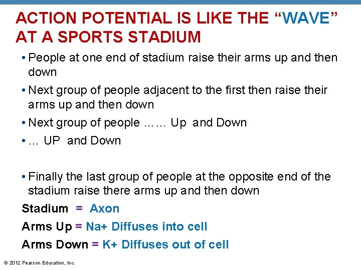 ACTION POTENTIAL IS LIKE THE “WAVE” AT A SPORTS STADIUM • People at one
