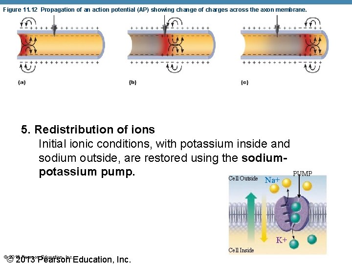 Figure 11. 12 Propagation of an action potential (AP) showing change of charges across