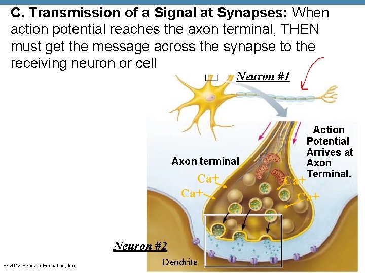 C. Transmission of a Signal at Synapses: When action potential reaches the axon terminal,