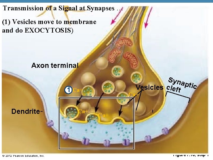 Transmission of a Signal at Synapses … (1) Vesicles move to membrane and do